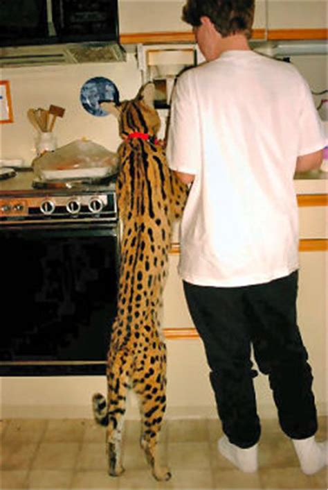 Savannah Cat Breed Information Facts & 30+ Pictures | Savannah cat, Serval cats, Savannah chat