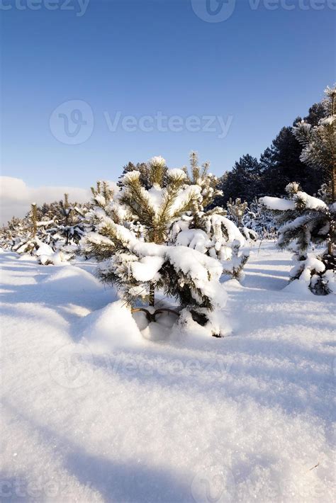 pine trees in winter 9411638 Stock Photo at Vecteezy