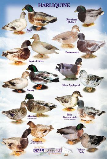 Pin by Melissa Prueher on Dream Farm ~ Small Holding | Duck breeds, Geese breeds, Duck