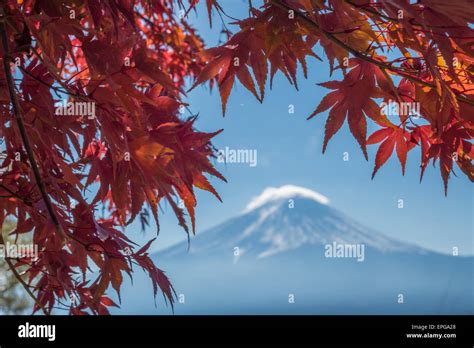 Mount Fuji and autumn maple leaves, Kawaguchiko lake, Japan Stock Photo - Alamy