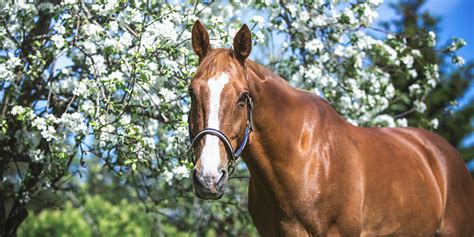 Horse and the Apple Tree - the Best Fable with Horses