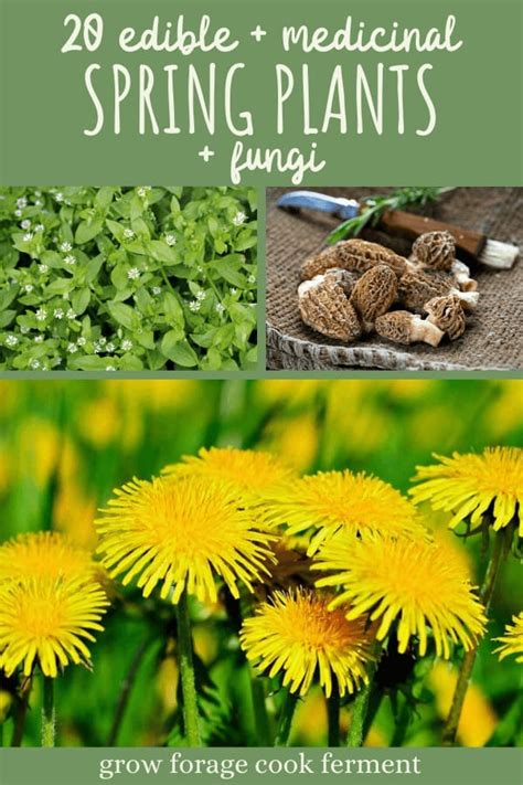 What to Forage in Spring: 20 Edible and Medicinal Plants and Fungi