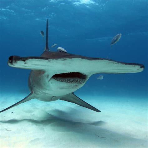 Free photo: Hammerhead Shark - Animal, Blue, Fish - Free Download - Jooinn