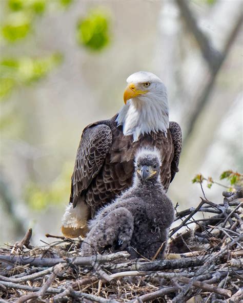 Dan Gomola Wildlife Photography | Bald Eagle Eaglet: Two Weeks Later