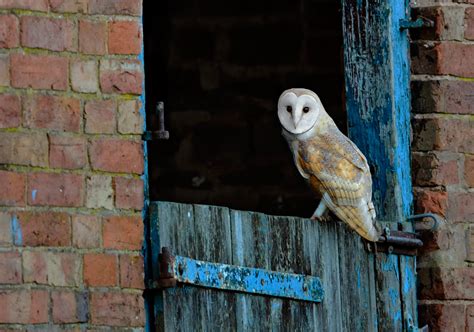 Barn Owl Workshops - Craig Jones Wildlife Photography