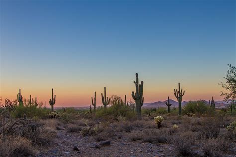 Cactus Sunset Wallpapers - Top Free Cactus Sunset Backgrounds - WallpaperAccess