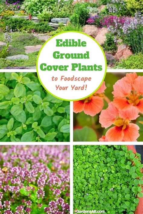 Edible Ground Cover Plants for Food, Function and Beauty - GardensAll