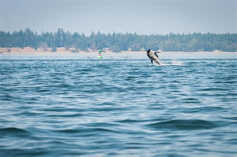 Whale Watching in Vancouver