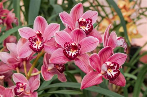 The 30 Most Beautiful Orchids in the World