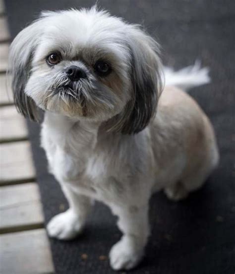 Shih Tzu Puppy Cut Face - Bleumoonproductions