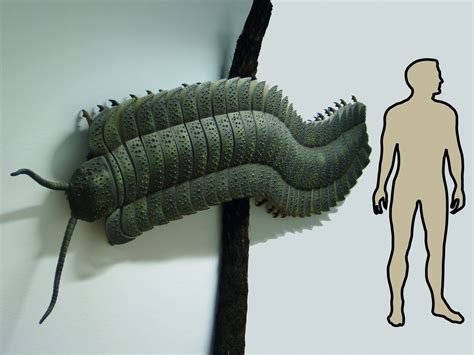 Arthropleura – Germany’s ‘Fossil of the Year’ 2016 – Deposits