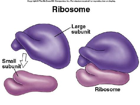 ชีววิทยาของเซลล์ (cell biology)