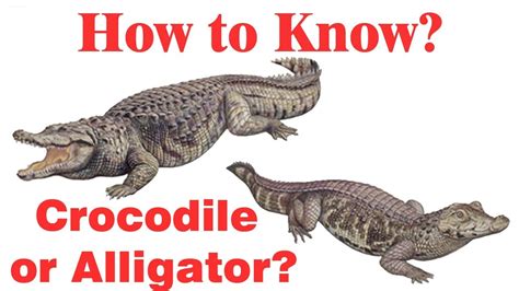 Difference between crocodile and alligator- Simply E-learn Kids - YouTube