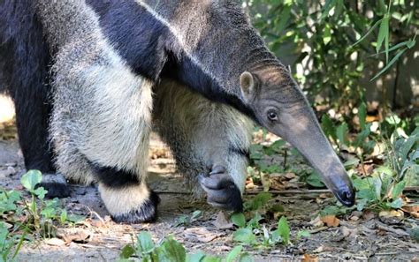 Giant anteater - Roger Williams Park Zoo