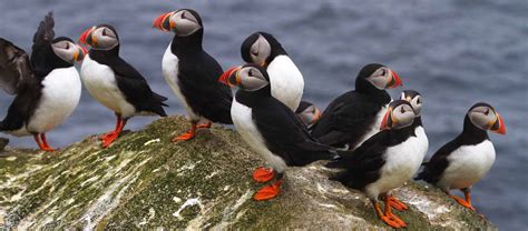 Canadian Arctic & Greenland Cruise | Apex Expeditions