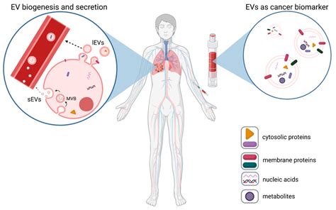 Cancers | Free Full-Text | Extracellular Vesicles in Liquid Biopsies as ...