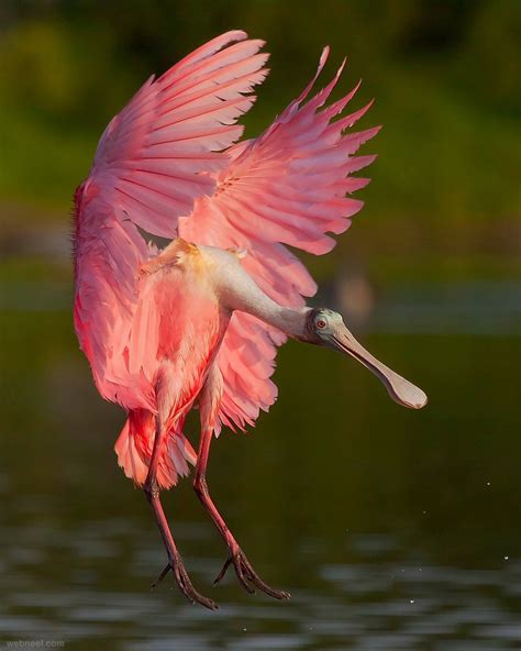 Spoonbill Bird Photography By Miguel Leyva 1 - Preview