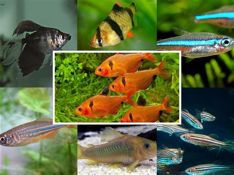 7 Best Serpae Tetra Tank Mates To Pick From