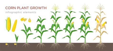 Life Cycle Corn Maize Plant Growth Stages Seeding Flowering Fruiting — Stock Vector © mariaflaya ...