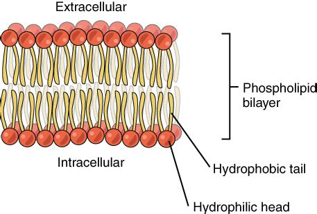 Fluid Mosaic Model - Online Biology Dictionary