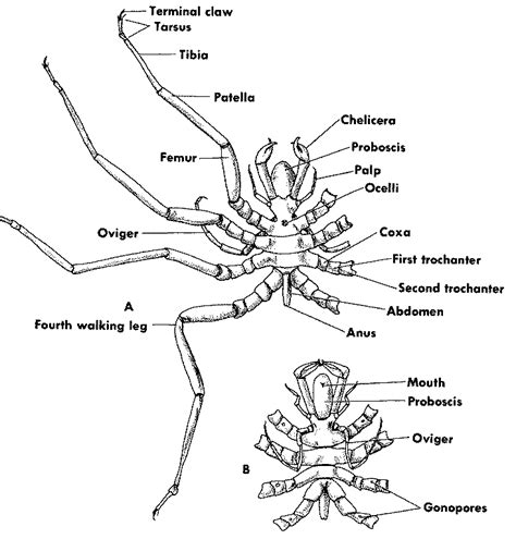 sea spider anatomy | Escorpiões, Aracnídeos, Ciencias