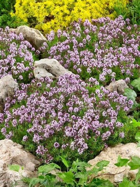 13 Best Types of Creeping Thyme Varieties in 2023 | Creeping thyme ...