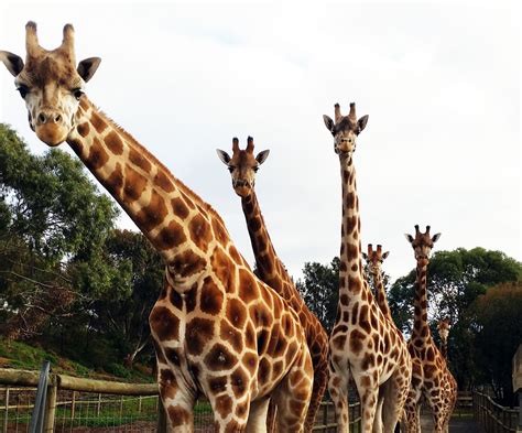 The collective noun for a group of giraffe is a ‘Tower’’ We can see why – the giraffe boys at ...