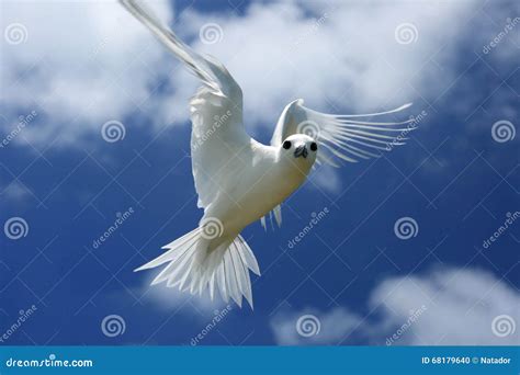 Flying Fairy Tern Bird stock photo. Image of noddy, island - 68179640