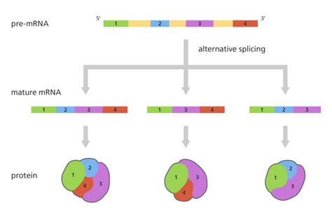 What is RNA splicing?