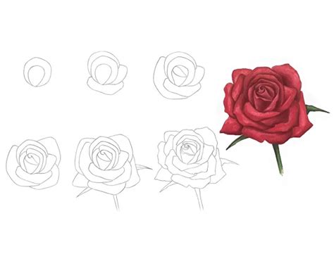 Pencil Drawing Rose Flowers | Best Flower Site