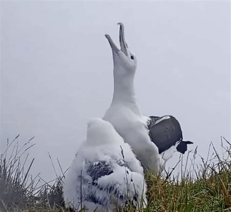 The Northern Royal Albatross – Mary Ann Steggles