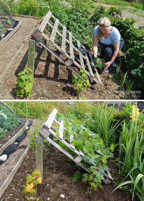 Garden Trellis Ideas For Cucumbers / 15 Easy DIY Cucumber Trellis Ideas in 2020 | Cucumber ...