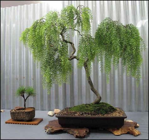 Tend Indoor Bonsai Trees | Bonsai tree types, Bonsai tree care, Indoor ...