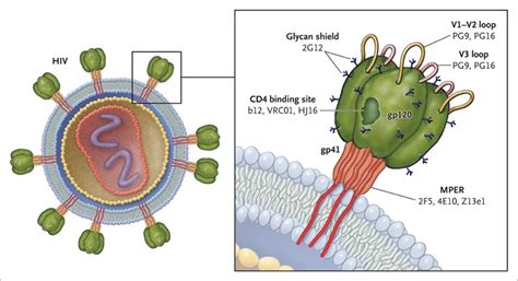 The Renaissance in HIV Vaccine Development — Future Directions | NEJM