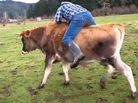 Riding a cow (steer) Part One - YouTube