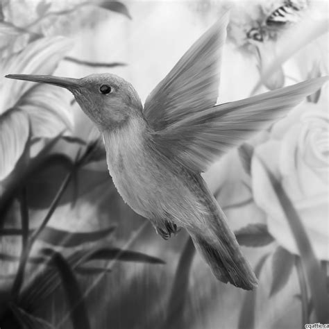 Realistic Bird Drawing at PaintingValley.com | Explore collection of ...