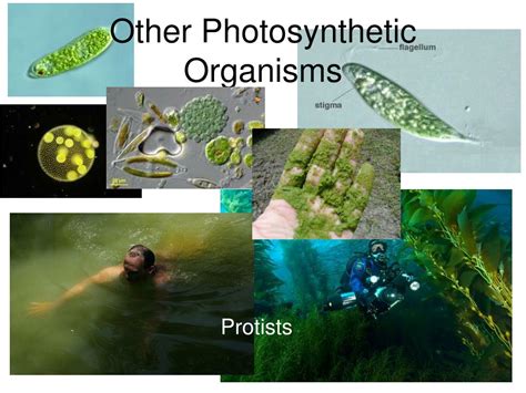 PPT - Honors Biology - Chapter 4 Energy & the Cell Energy & the Cell PowerPoint Presentation ...