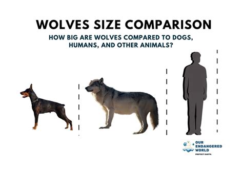 Wolf Size Comparison: How Big Are Wolves Vs Dogs,, 47% OFF