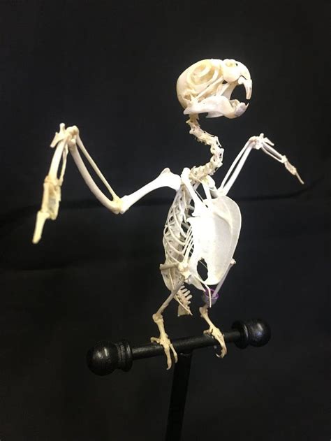 Image result for parrot skeleton | Cockatiel, Creatures, Bird