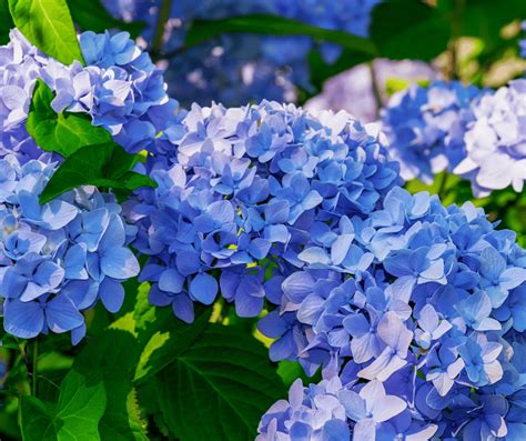 Blue Hydrangea Flower Meaning: Symbolism and Significance