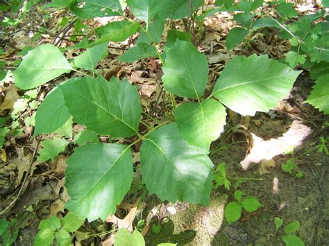 File:Poison Ivy in Perrot State Park.jpg - Wikipedia