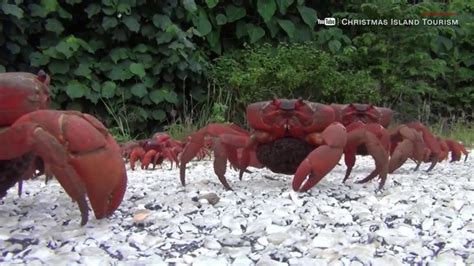 Behold! The great red crab migration down under! | CW39 Houston