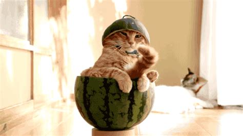 watermelon funny gif | WiffleGif