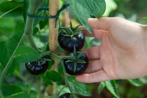 The Black Beauty Tomato - Minneopa Orchards