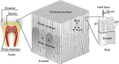 Figure 3 from Giant panda׳s tooth enamel: Structure, mechanical behavior and toughening ...