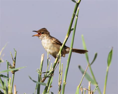 Migratory birds make Al Qudra Lake their home | Environment – Gulf News