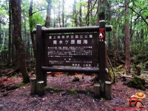 Aokigahara, the Sea of Trees. A Japonese forest known for the stories ...