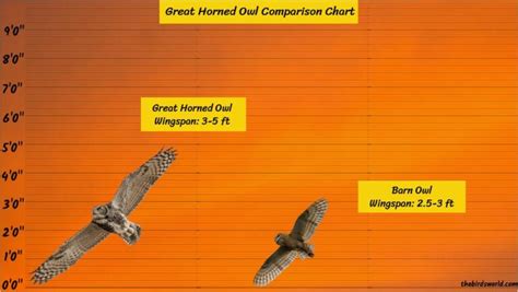 Great Horned Owl Wingspan: How Big Are They Comparison?