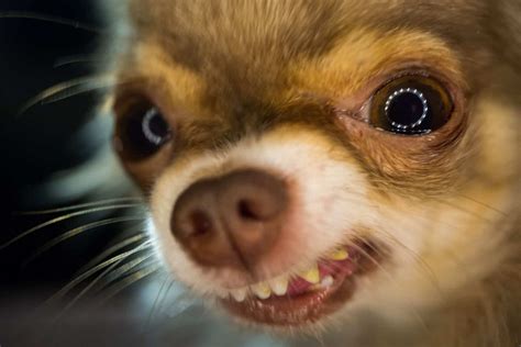 Why Are Chihuahuas So Aggressive? Top Tips For A Calmer Dog