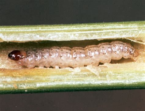 European Corn Borer Identification & Scouting // Integrated Pest Managment, University of Missouri